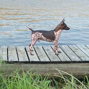 Meet your Posher, Joyce